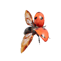 ladybug